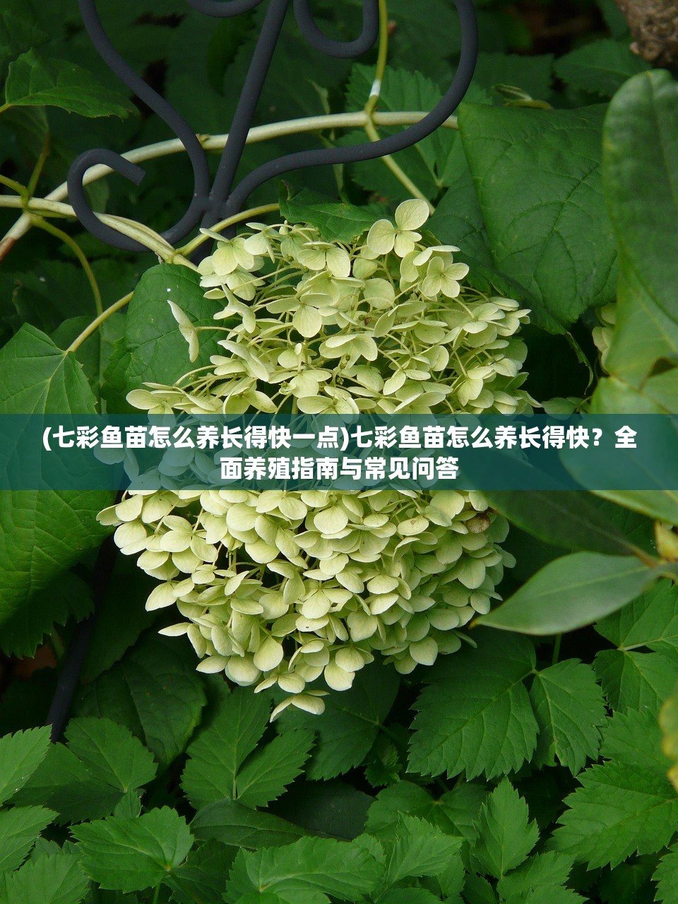 (七彩鱼苗怎么养长得快一点)七彩鱼苗怎么养长得快？全面养殖指南与常见问答
