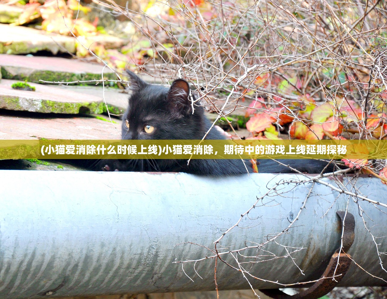 (小猫爱消除什么时候上线)小猫爱消除，期待中的游戏上线延期探秘