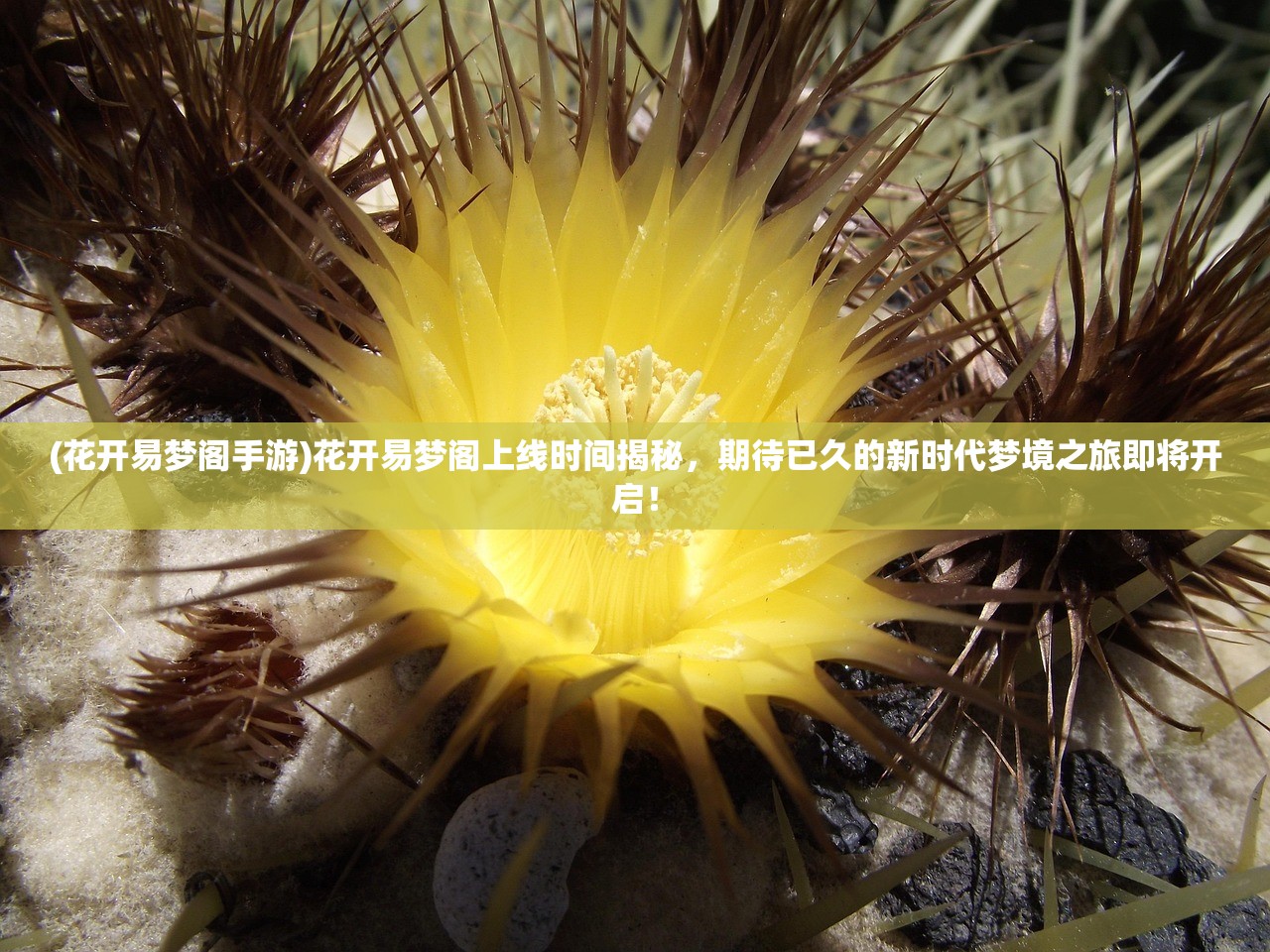 (花开易梦阁手游)花开易梦阁上线时间揭秘，期待已久的新时代梦境之旅即将开启！