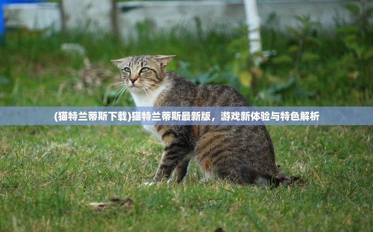 (猫特兰蒂斯下载)猫特兰蒂斯最新版，游戏新体验与特色解析