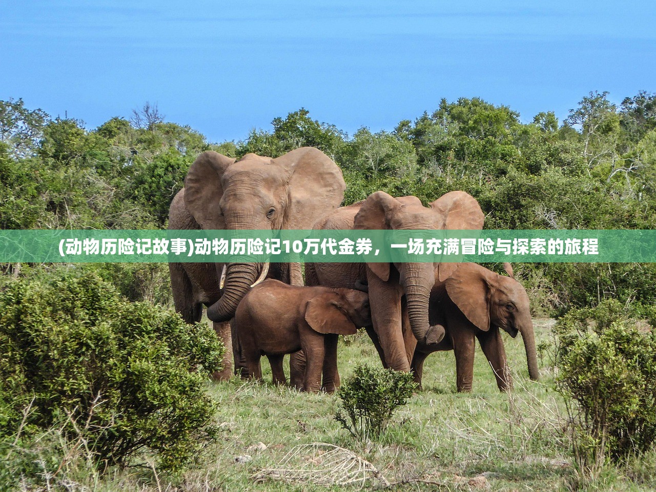 (动物历险记故事)动物历险记10万代金券，一场充满冒险与探索的旅程