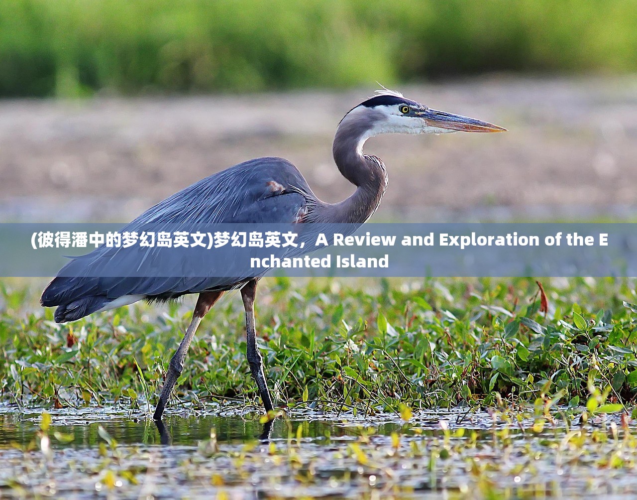 (彼得潘中的梦幻岛英文)梦幻岛英文，A Review and Exploration of the Enchanted Island