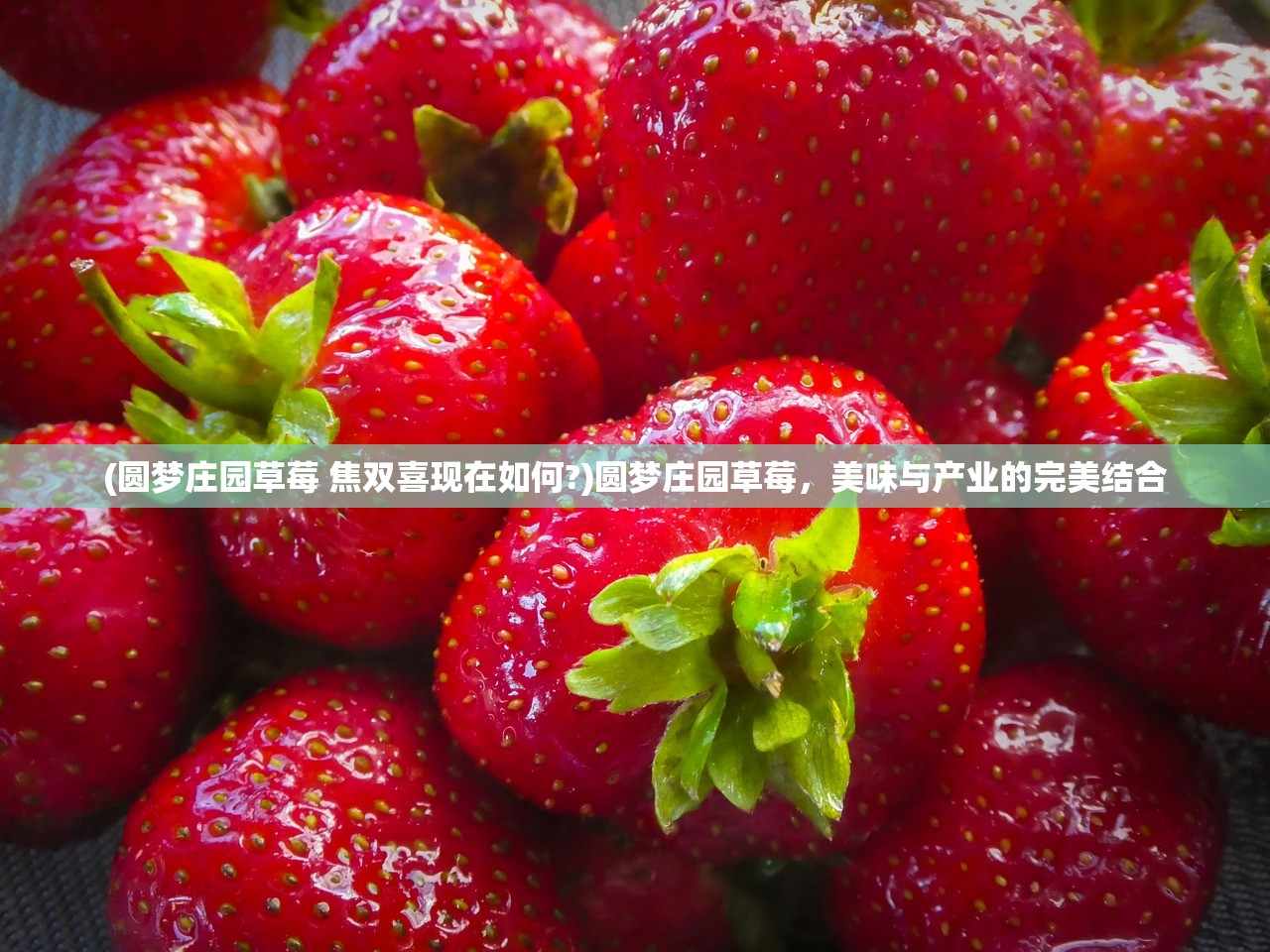 (圆梦庄园草莓 焦双喜现在如何?)圆梦庄园草莓，美味与产业的完美结合