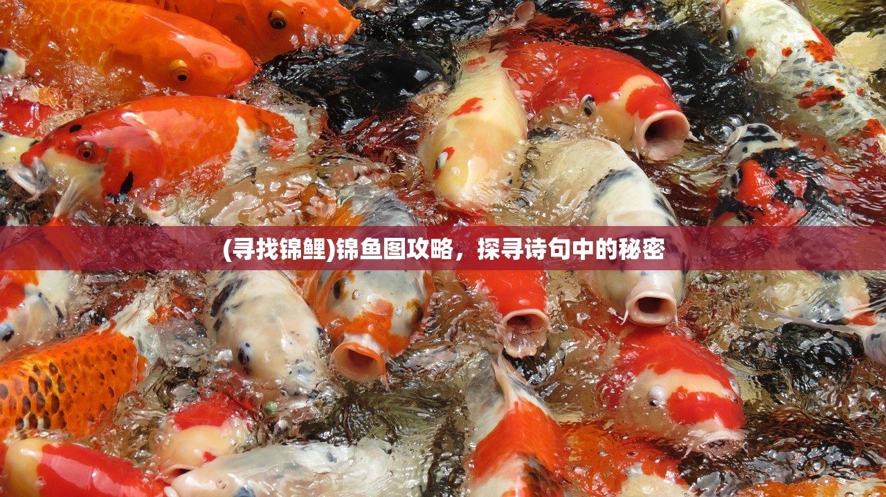 (寻找锦鲤)锦鱼图攻略，探寻诗句中的秘密
