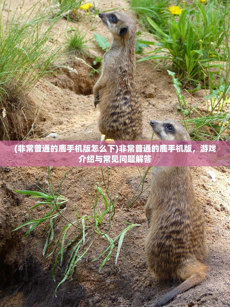 (非常普通的鹿手机版怎么下)非常普通的鹿手机版，游戏介绍与常见问题解答