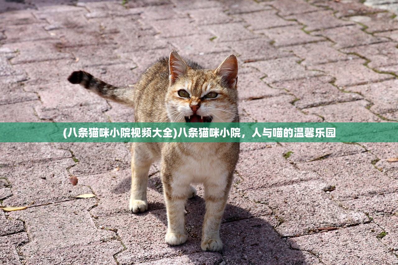 (八条猫咪小院视频大全)八条猫咪小院，人与喵的温馨乐园